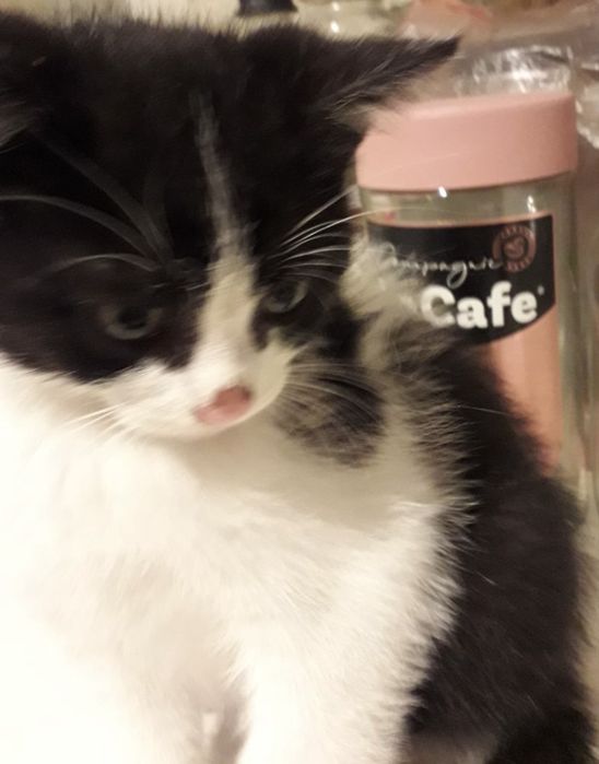 Котята безкоштовно