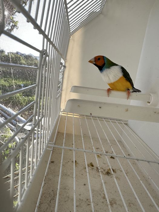 Diamantes gould Machos
