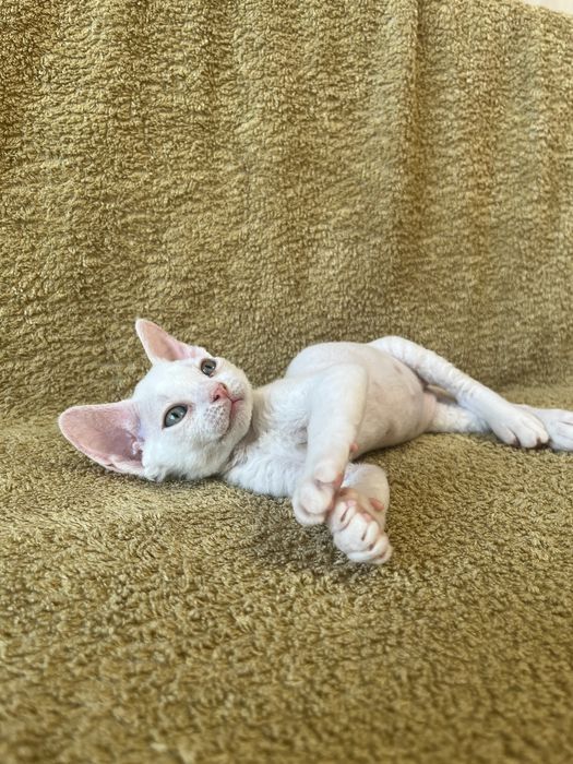 Котик Девон Рекс/Devon Rex