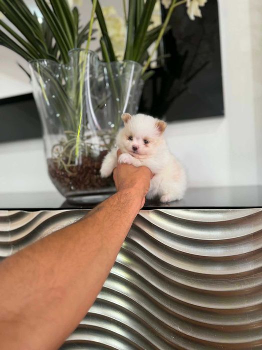 Spitz Alemão Anão e/ou Lulu da Pomerânia  FEMEA BRANCA E IZABELLA   com  LOP e AFIXO