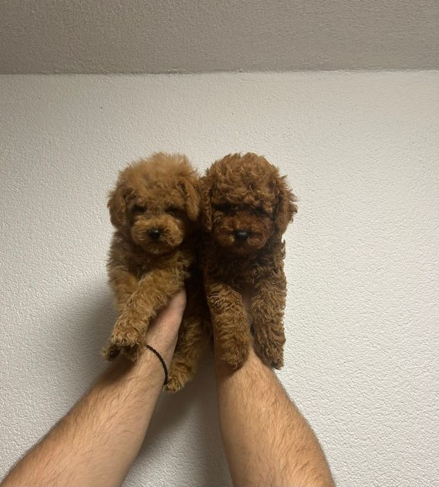 Той пудель хлопці