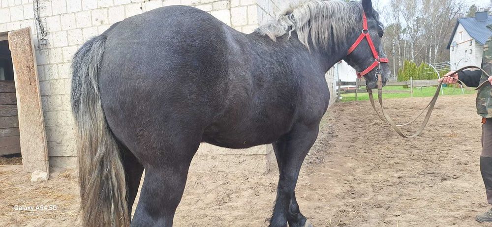 Koń Klacz Perszeron 2 lata