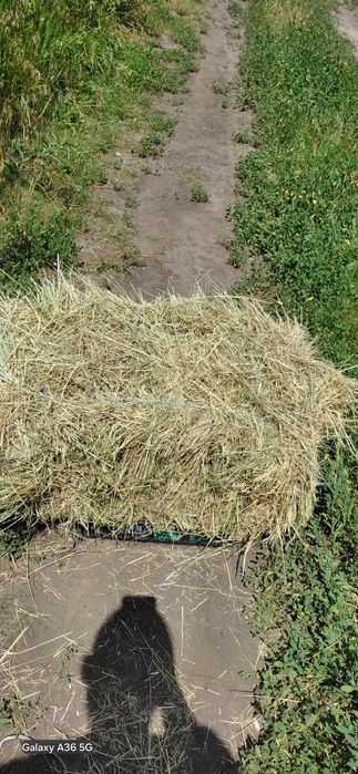 Продам сіно лугове