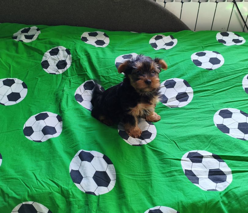 Yorkshire terrier