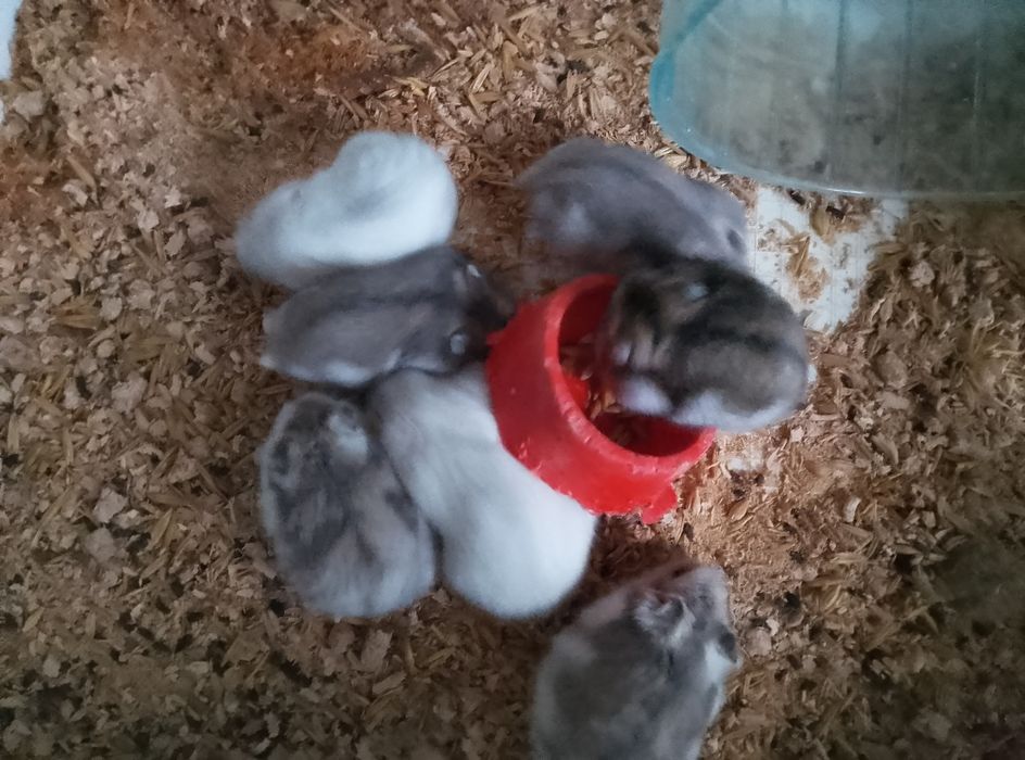 Хомячки Кременчуг