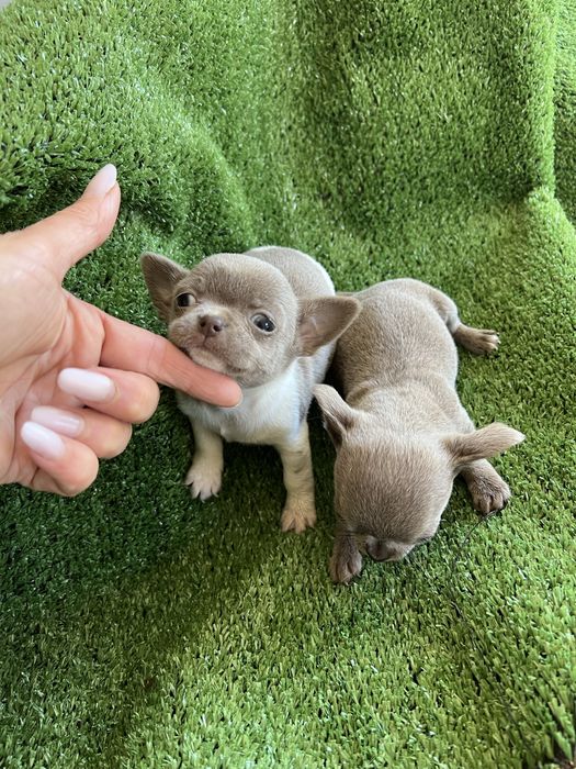 Chihuahua femea lilac com branco mini