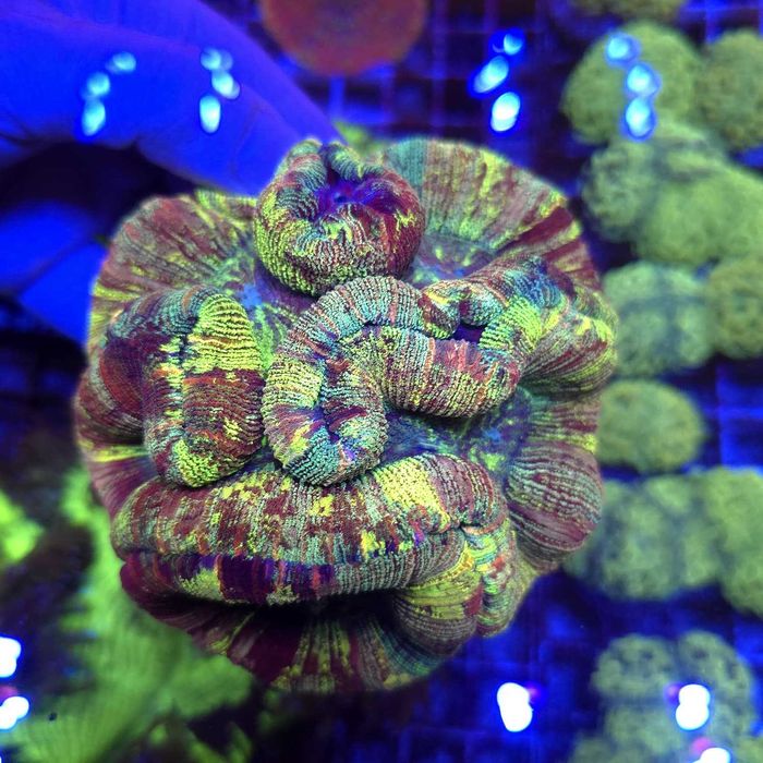 Trachyphyllia Master Grade Rainbow WYSIWYG koralowce LPS  Kingdom of Corals