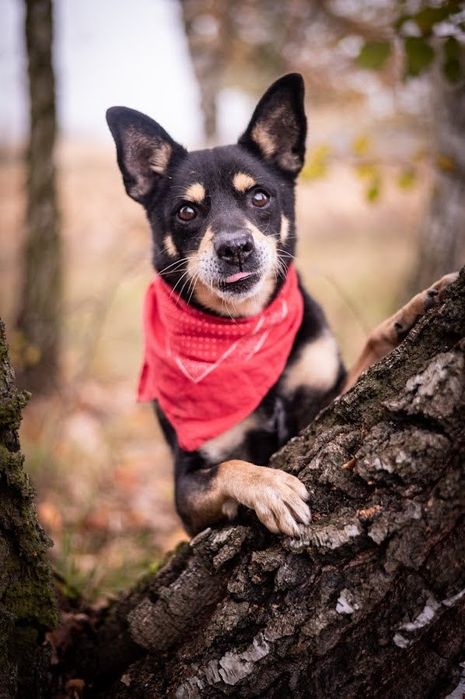 Czarny, mały kundelek szuka domu. Mini Shiba Inu w schronisku. Adopcja