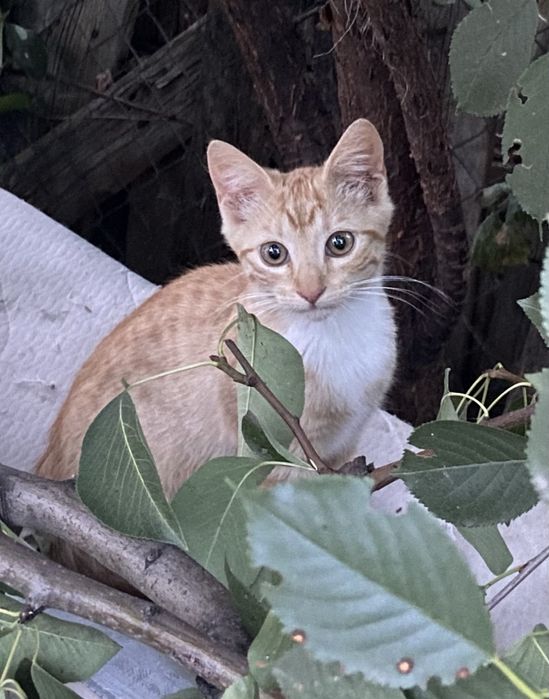 Терміново кошеня у надійну родину