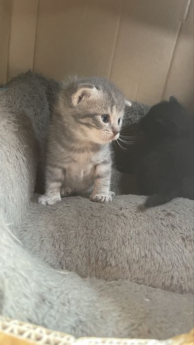 Котята. Віддам в хороші руки.