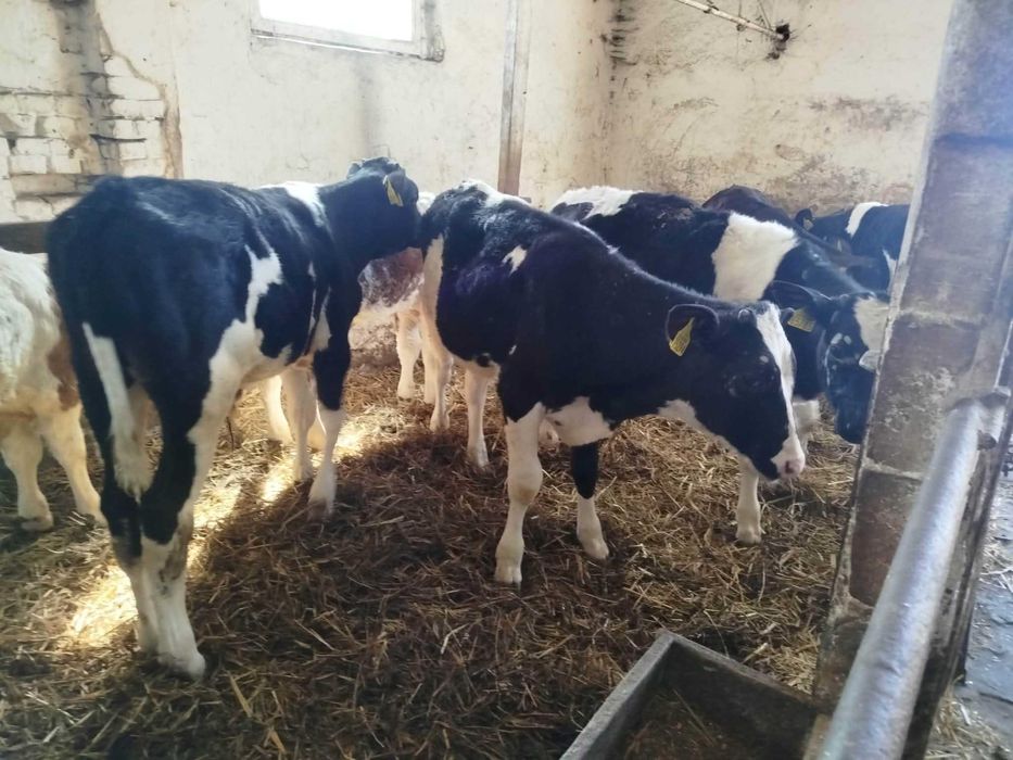 Sprzedam 9 byczków odsatków NCB SM