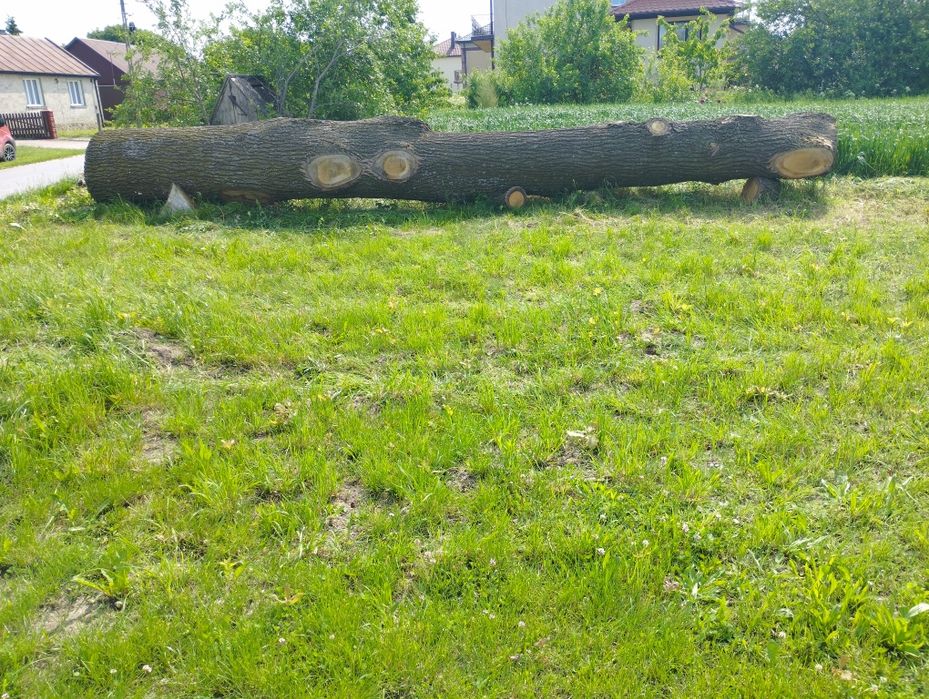 Dąb kłoda  dłużyca