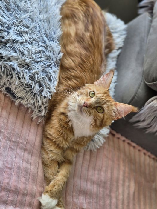 Kotka Maine coon po sterylizacji