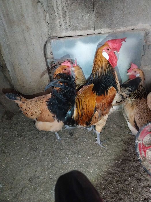 Rhode Island Red poedeiras
