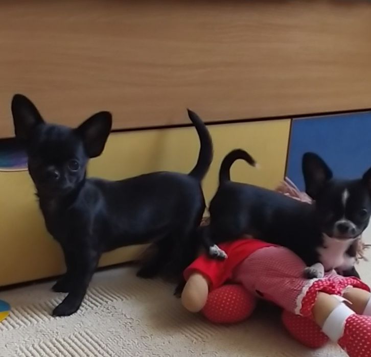 Продам цуценят чихуахуа.