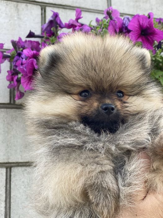 Померанський шпіц