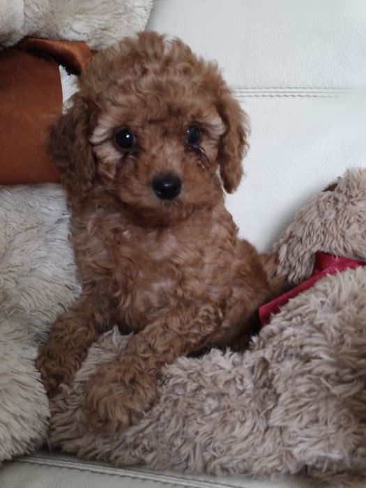 Пулель той мини пудель