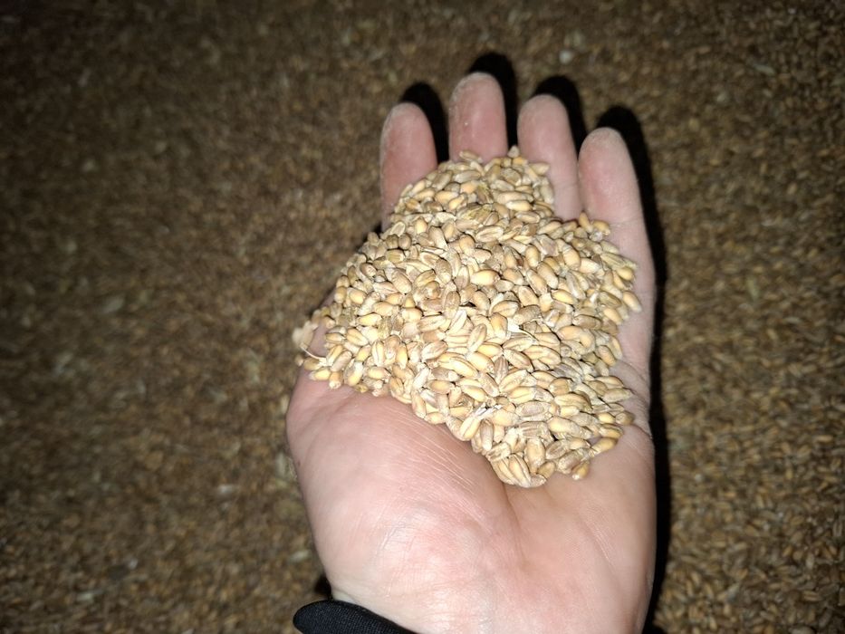 Pszenica jara 2025, dla kur, gołębi