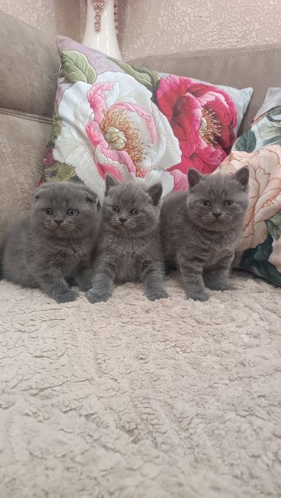 Продам Шотландский чистокровных котят