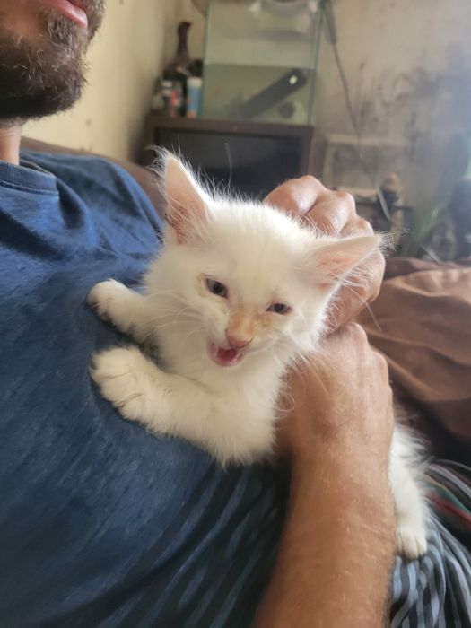 gatinho muito meigo