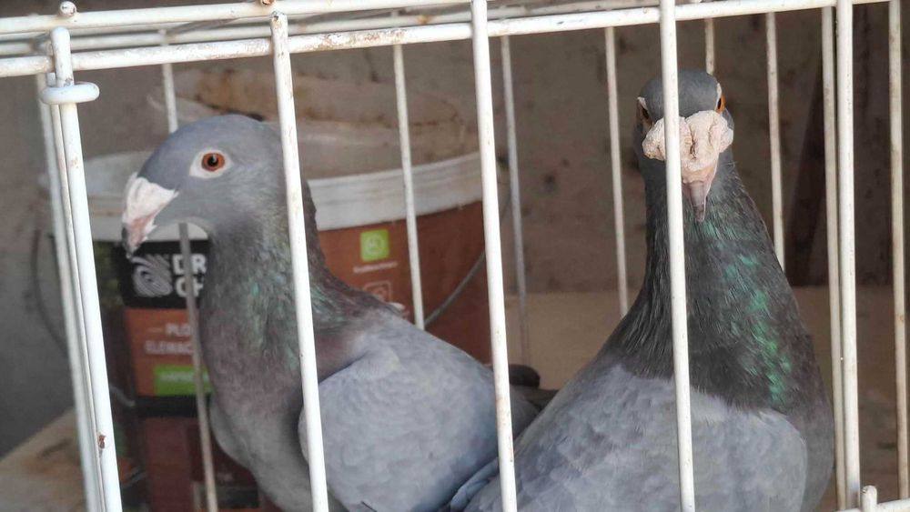 Gołębie  ozdobne rasowe