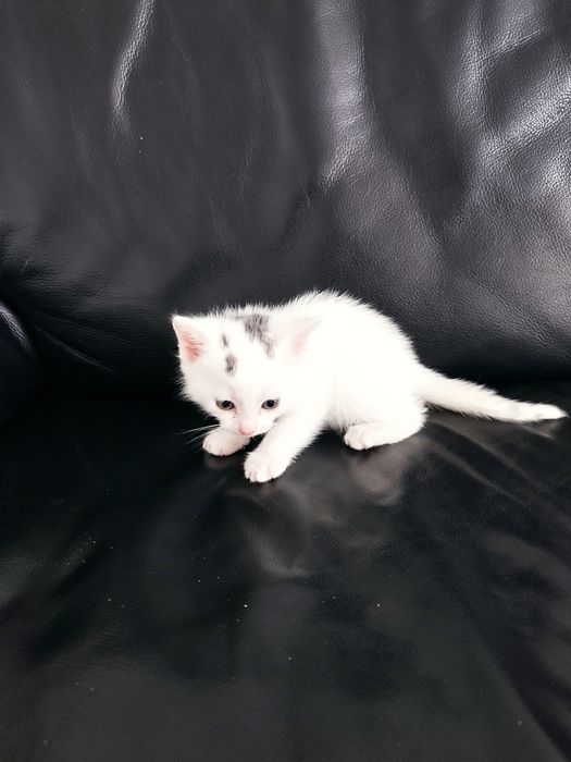 Грайливі кошенятка