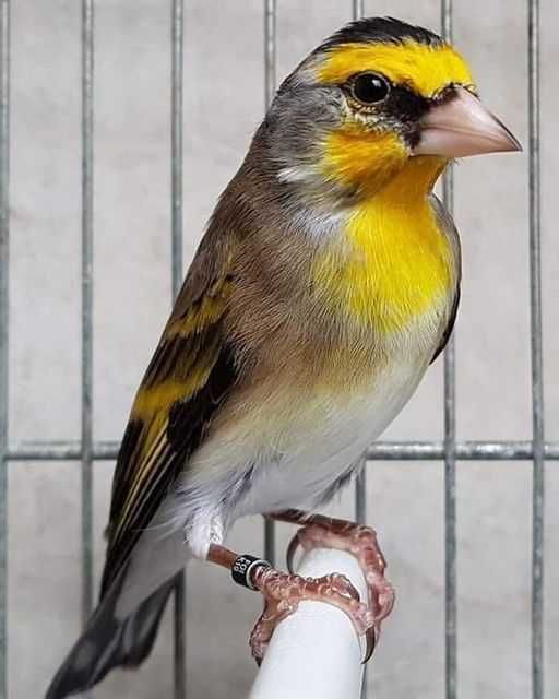 Aves anilhadas 2025