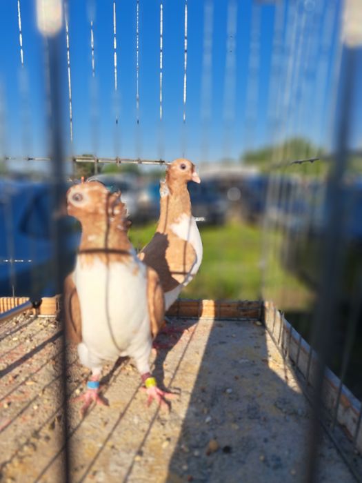 Gołębie - Czajki Węgierskie koroniate