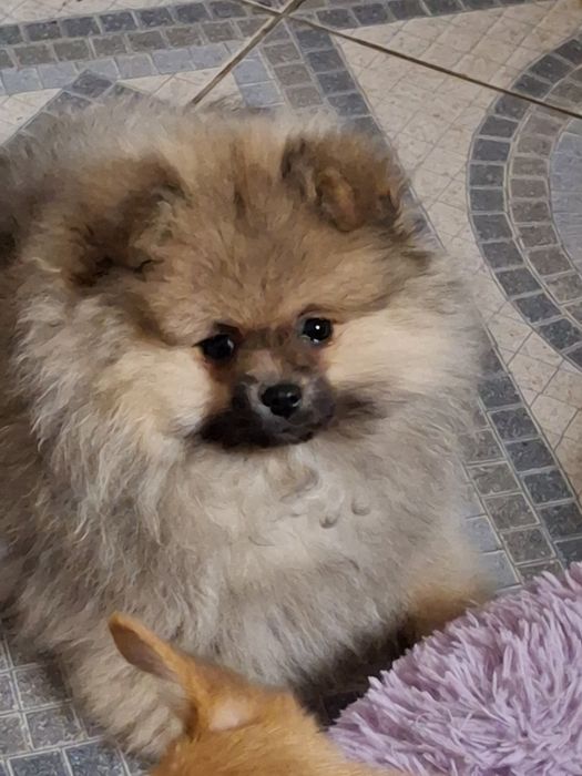 Померанський шпіц  дівчата.