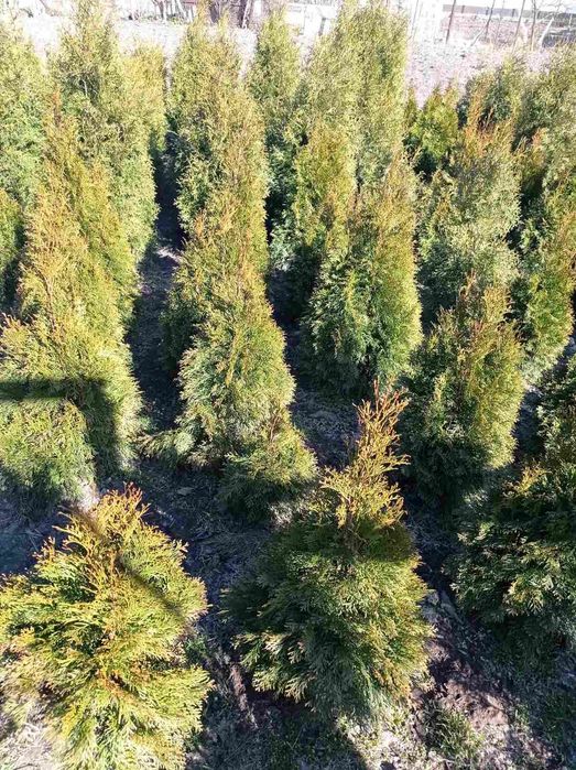Продаж туй колоновидна і західна брабант смарагд,смарагд голд