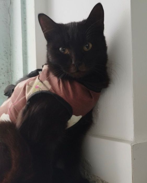 Бура киця шукає сімʼю 6 місяців