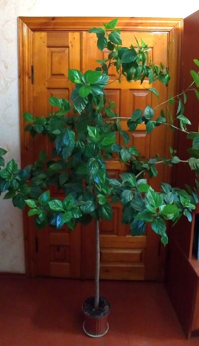 Кімнатні великі рослини дерево Китайська роза, гібіскус