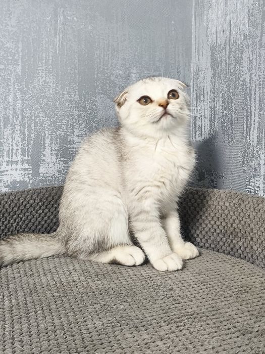 Висловуха дівчинка срібла шиншила котята кошенята котики
