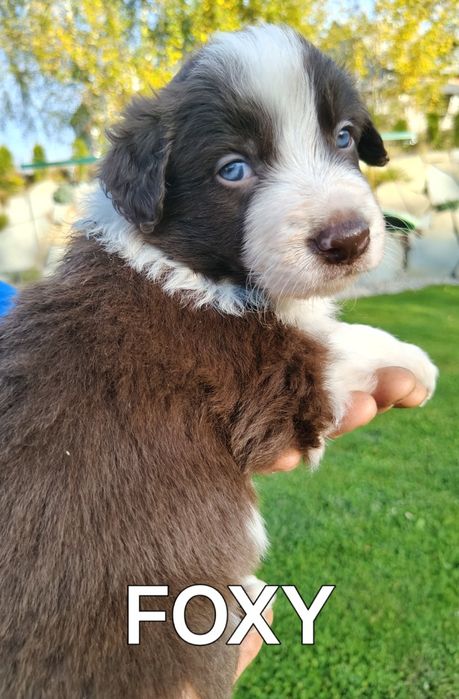 Border collie szczenię