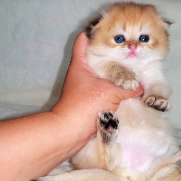 Малышата котята золотая шиншилла