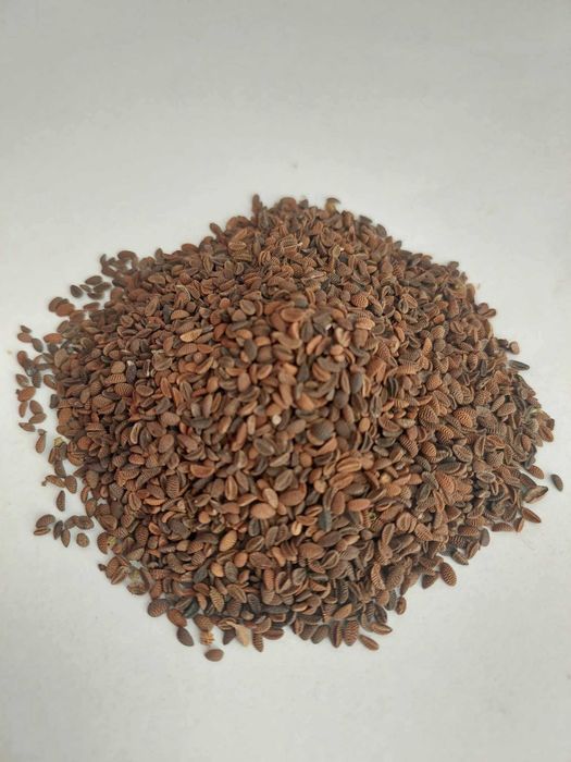 Facelia błękitna (wysyłka)