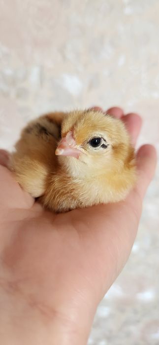 Добові курчата МАСТЕР ГРЕЙ