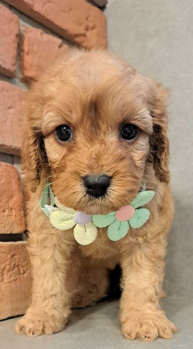 Cavapoo śliczna dziewczynka