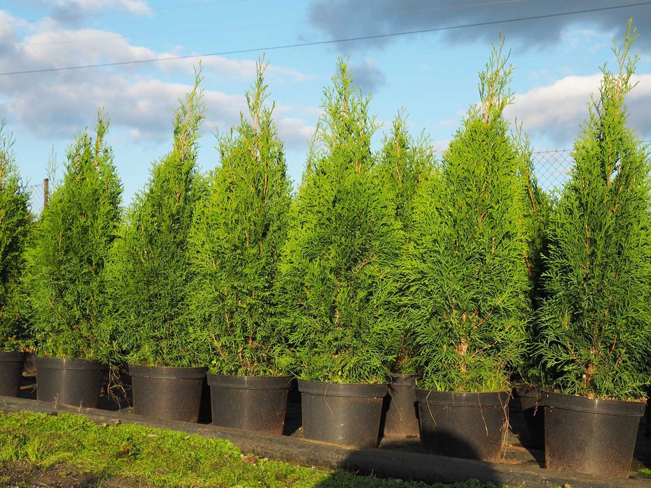 TUJA tuje BRABANT 110-140cm PROMOCJA szkółka Łabiszyn