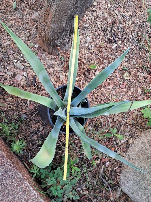 Agawa Duża Roślina Ogród