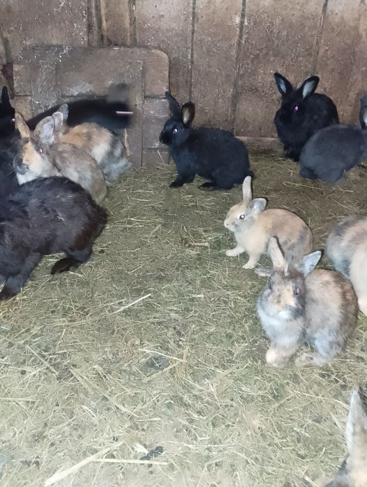 Województwo świętokrzyskie