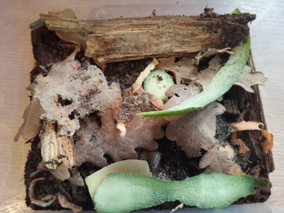 Isopody A. werneri , P. L. Dairy Cow