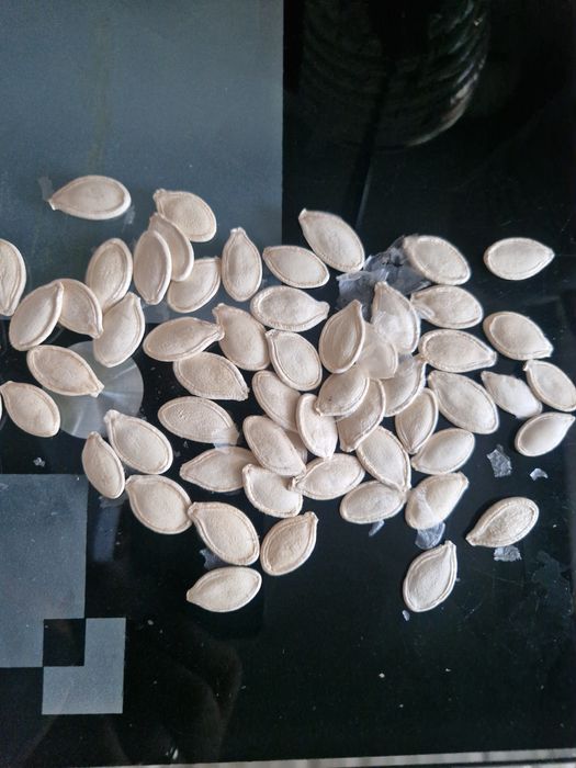 Посадкове насіння гарбуза Українська багатопліідна