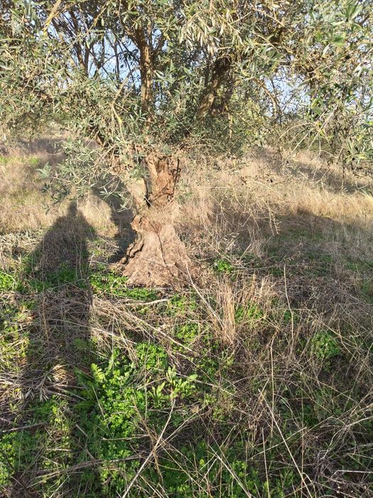 Oliveiras centenárias