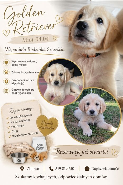 Golden Retriever-hodowla domowa