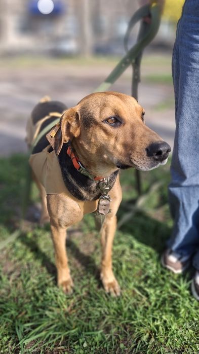 Собачки, собаки у хороші руки!