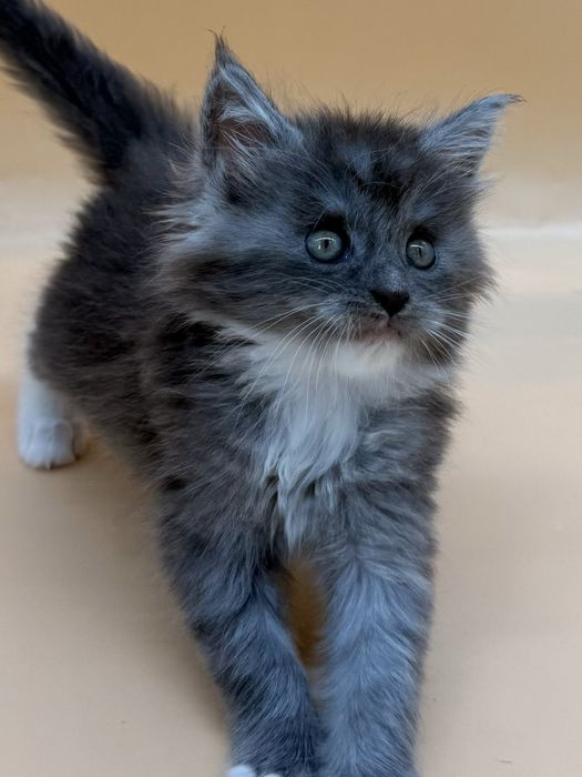 Мейн  кун котенок девочка