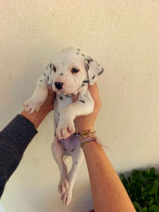 Dalmata macho 1 mes