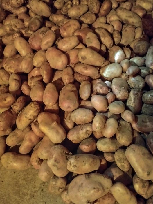 Batata branca ou vermelha