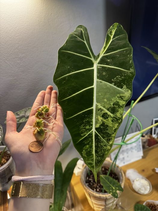 Алоказия Фрайдек вариегатная бульбы